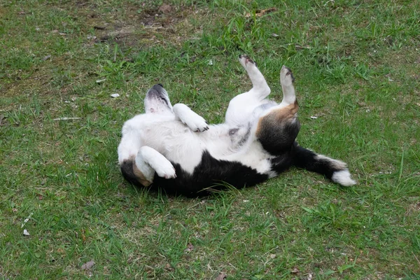 Cão Pequeno Branco Com Rolos Pretos Grama Barriga Para Cima — Fotografia de Stock