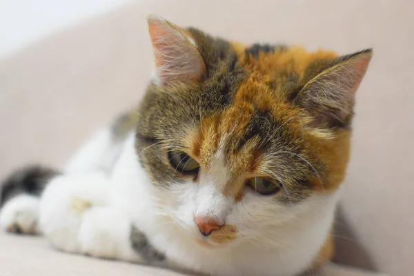 Kolorowy Kotek Leżący Kanapie — Zdjęcie stockowe