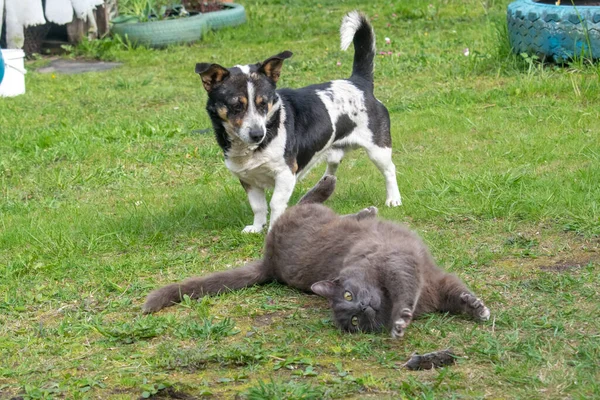 緑の草の上のフィールドマウス猫犬 — ストック写真