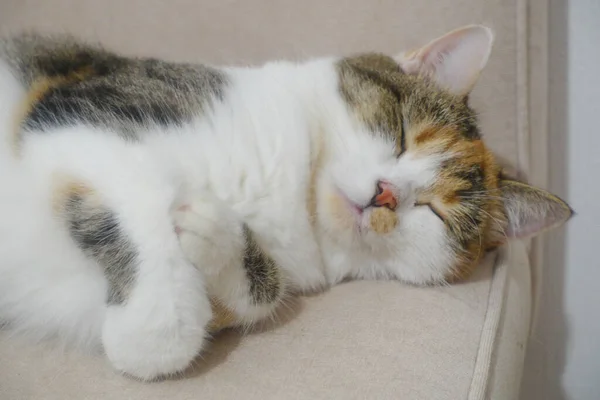 Çok Renkli Kedicik Kanepede Yatıyor — Stok fotoğraf