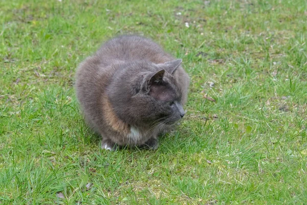 Siwy Kot Siedzący Trawie Patrzący Bok — Zdjęcie stockowe