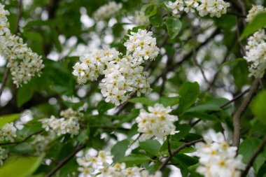 Avrupa 'da kiraz çiçekleri. Çiçekli Prunus padus, kuş kirazı, leş, çilek ya da mayday ağacı olarak bilinir..