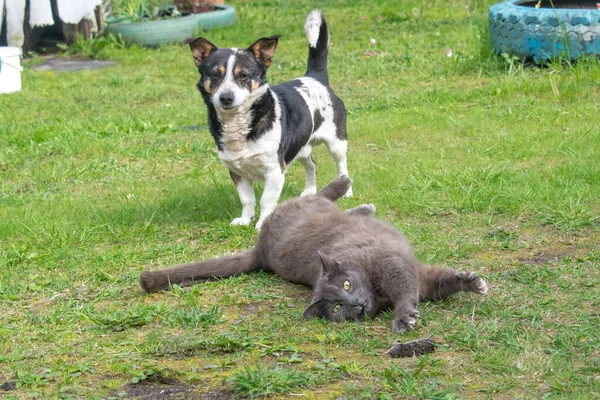 Kat Ligt Het Gras Speelt Met Muis Hond Staat Achterin — Stockfoto