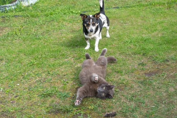 Kat Hond Zijn Vrienden Kat Ligt Gracht Buik Ernaast Een — Stockfoto