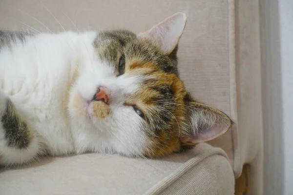 Gatinho Multicolorido Deitado Sofá — Fotografia de Stock