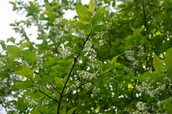 Ptačí Třešeň Prunus Padus Malý Listnatý Strom Jaro — Stock fotografie