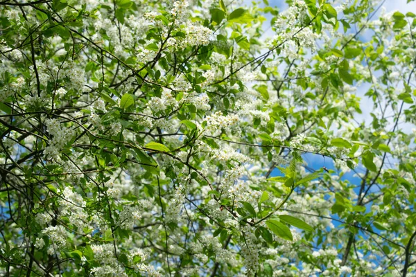 Prunus padus bahçesinde kirazlı kuşların bahar çiçekleri