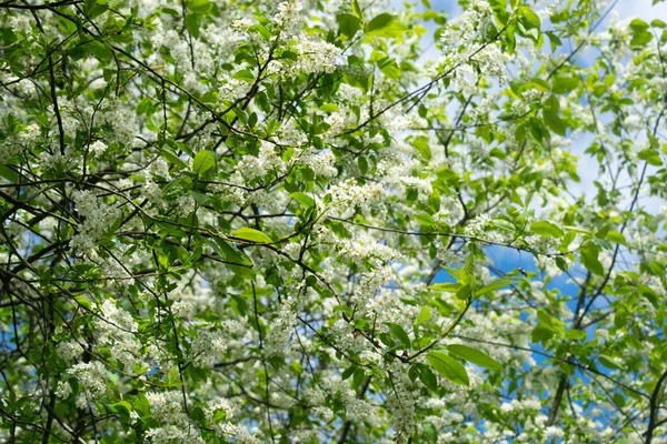 Jarní Květy Třešně Zahradě Prunus Padus — Stock fotografie