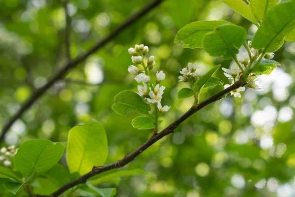 Yapraklar ve çiçekler Prunus padus, bahar