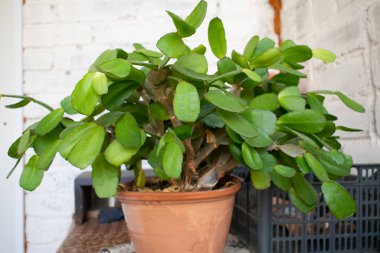 Yeşil yapraklı Schlumbergera açık hava köyündeki masada duruyor.