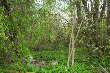Yazın yeşil ve yemyeşil bir orman, Rusya 'da gerçek bir çöl.