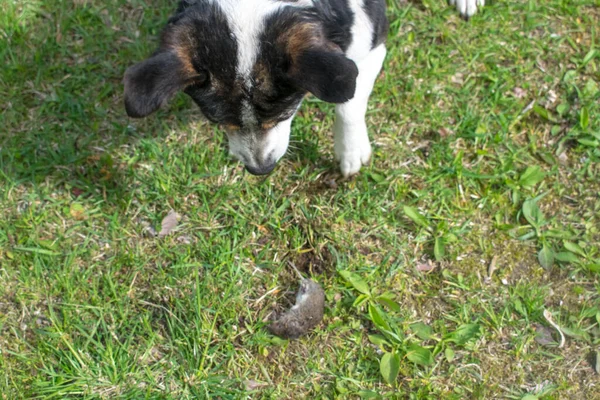 Chien Jouant Avec Une Souris Morte — Photo