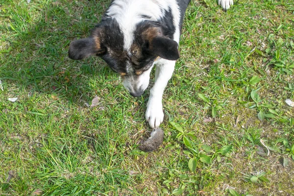 Perro Jugando Con Ratón Campo Vista Superior — Foto de Stock