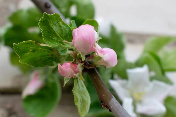 Jablečné Květy Právě Otevírají Bílá Růžová Poupata Jabloni — Stock fotografie