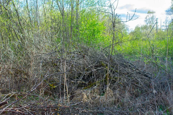 Many Dry Branches Lie Background Green Trees — Stock Photo, Image