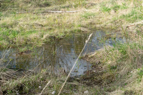 Pequena Lagoa Abandonada Pântano Com Grama Seca — Fotografia de Stock