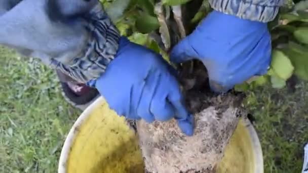 Een vrouw neemt een Crassula bloem uit een pot en reinigt de wortels — Stockvideo