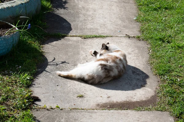 Bílá Skvrnami Kočičí Lži Koše Slunci — Stock fotografie