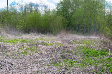 Ormanda kurumuş ve solmuş çimenler, yeşil çimenlerin arasında büyüyor.