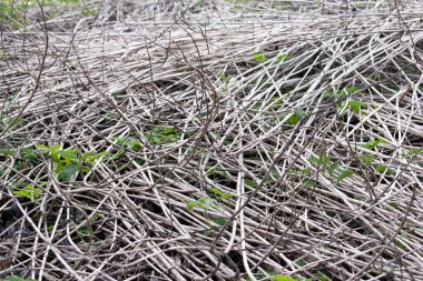 Yazın kurak bir ot yığını ormanda yerde yatıyor.