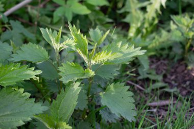 Genç ve küçük ısırgan otları ormanda yetişir.