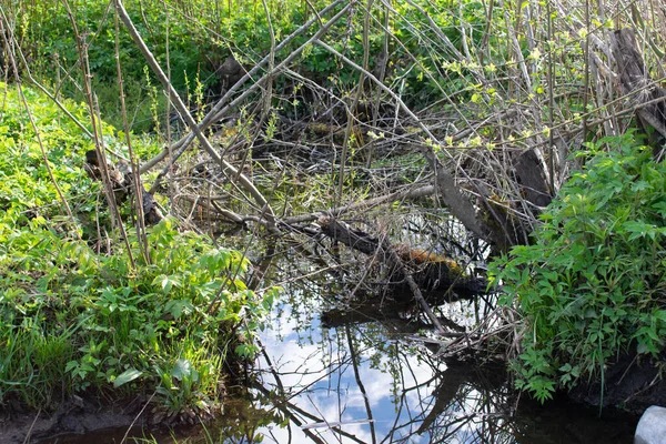 Pantano Con Montón Ramas Secas Árboles Caídos Estanque Abandonado —  Fotos de Stock