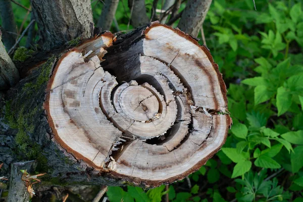 Ağaçtan Kesilmiş Görünür Halkalar Eski Çatlak Kütükler — Stok fotoğraf