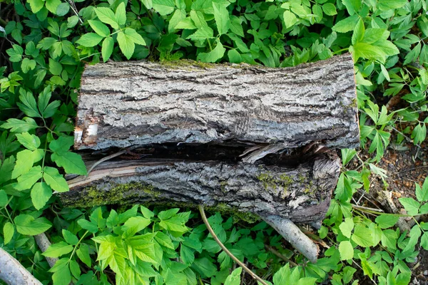 나무껍질이 벗겨진 그루터기가 — 스톡 사진