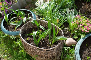 Topraklı bahçe sepeti, sepette çiçek yatağı laleler, çiçekçilik ve bahçıvanlık.