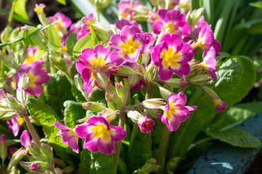 Çiçek açan çiçek, bahar parkındaki mor primula çiçekleri.