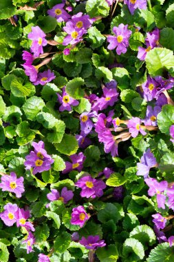 Çiçeklerle kaplı bir halı.