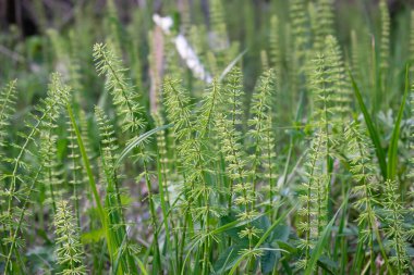 Equisetum pratense, tarlada yetişen yakın plan tıbbi bir bitki.