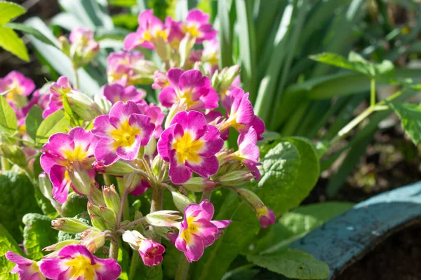 Vackra primulor blommar i trädgården, upplysta av solljus — Stockfoto