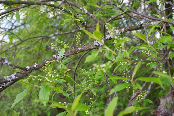 A sprig of bird cherry with budding flowers — Stock Photo, Image