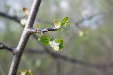 Bir ağaç gövdesinin arka planında genç yapraklar, bahar