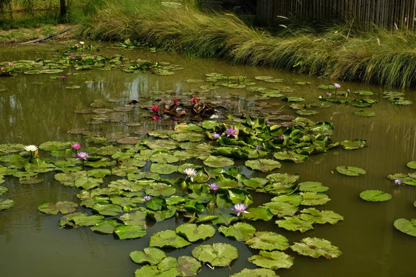 Estanque Con Flores Loto Granja Verde — Foto de Stock