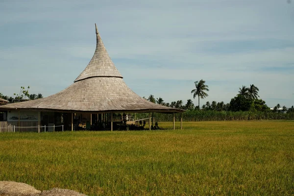 Cottage Com Cone Afiado Cima Café Vintage Campo Arroz — Fotografia de Stock