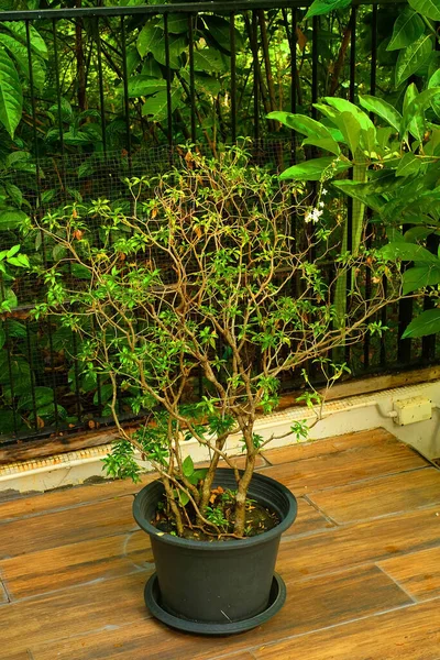 Siyah saksıda küçük yeşil ağaç