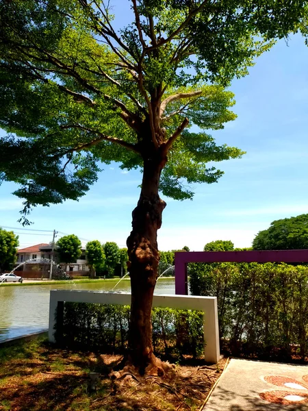 Большое Дерево Пруда Голубом Небе — стоковое фото