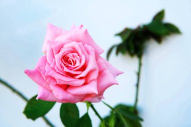 Beyaz arkaplanda yeşil yapraklı pembe gülü kapat