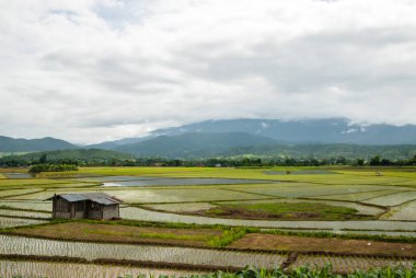 Yazlık Teras pirinç tarlaları Mae Chaem bölge Chiang Mai, Tayland