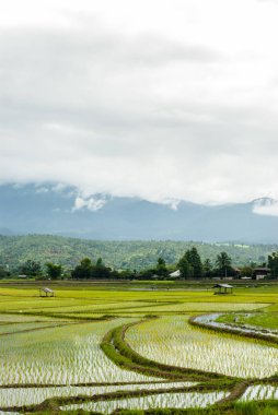Mountain Chiang Mai, Tayland pirinç tarlaları Teras