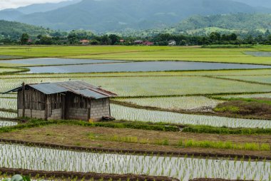 Yazlık Teras pirinç tarlaları Mae Chaem bölge Chiang Mai, Tayland