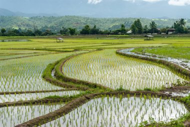 Mountain Chiang Mai, Tayland pirinç tarlaları Teras