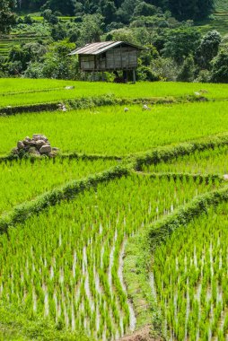 Teras pirinç tarlaları Mae Chaem bölge Chiang Mai, Tayland