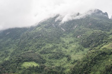 Sis kaplı dağlar, orman