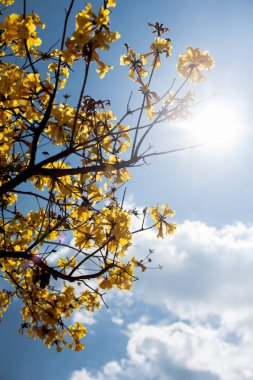 Ağaç peyzaj gün batımı sırasında yakınındaki siluet