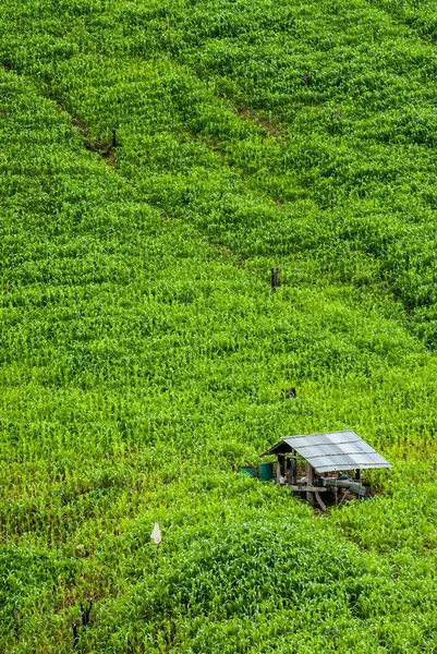Terrace Rice Fields Mae Chaem District Chiang Mai Thailand — Stock Photo, Image