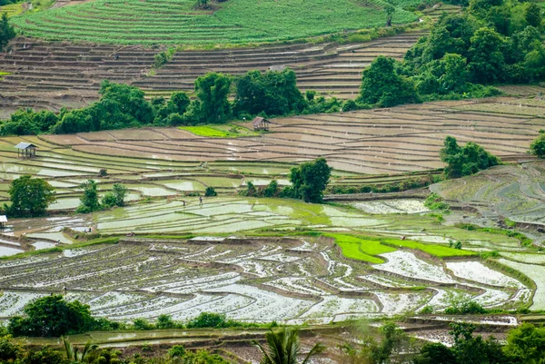Chaem 地区チェンマイ タイの田んぼをテラスします — ストック写真