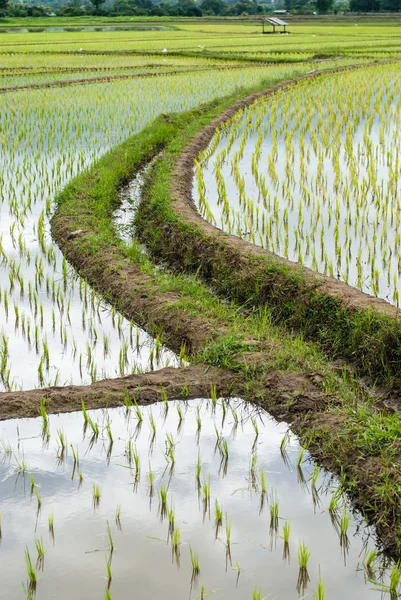 チェンマイ タイの山の田んぼをテラスします — ストック写真